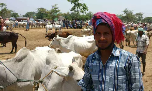 Cattle market (file photo)