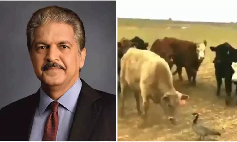 Watch The Trending Video Of  Cows Fighting With Goose