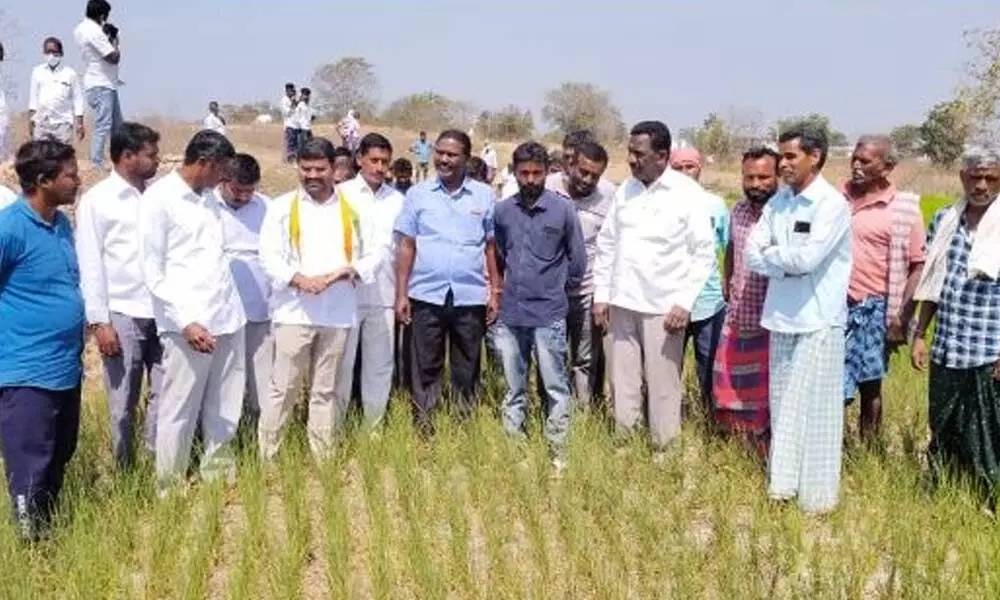 TPCC Spokesperson Medipalli Satyam inspected dried crops at Cherlapally (R) village of Gangadhar mandal on Wednesday.