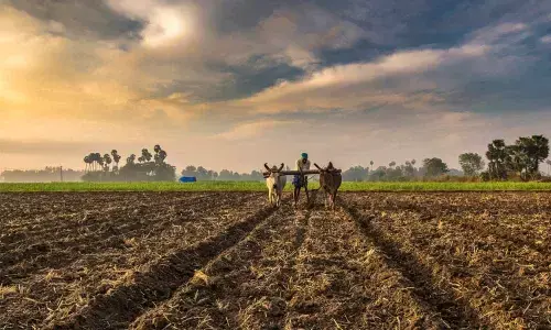 The woes of Indian farmers are eternal