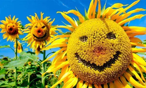 Why the pursuit of happiness can be bad for you