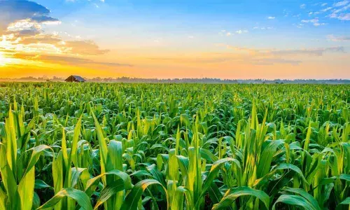 Representational Image