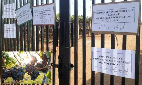 Hyderabad: Grape festival wraps up on sour note