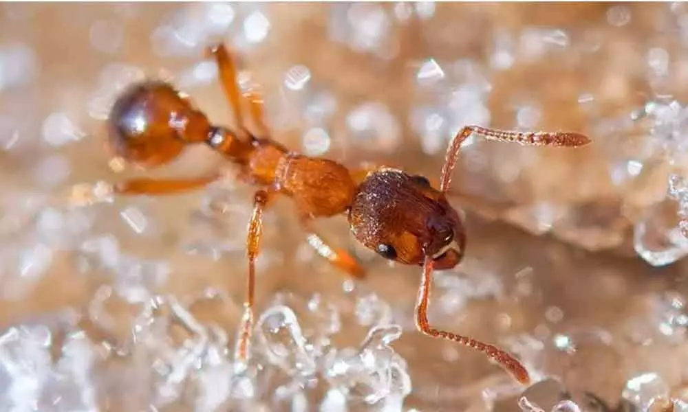 Recent Study Shows What We Can Learn From Freezing Ants Regarding Memory