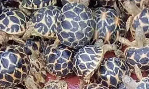 Representational Image