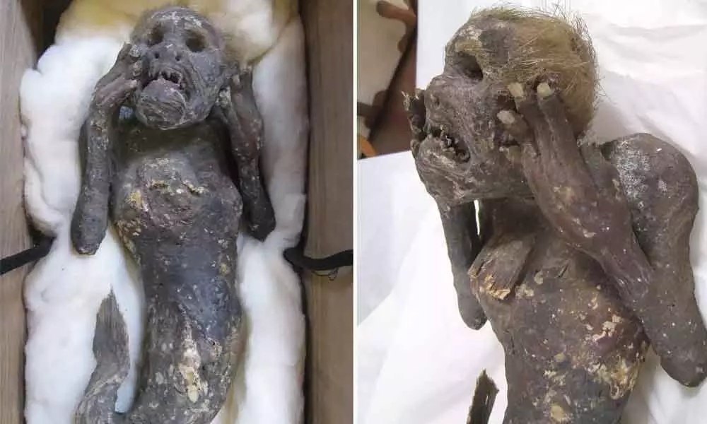 Scientists Have Been Perplexed By The Mystery Of A 300-Year-Old Mummified Mermaid