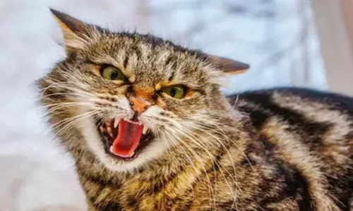 Representational image