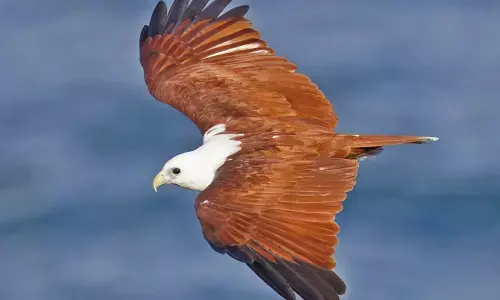 Eagle rescued from quarry tragedy accused