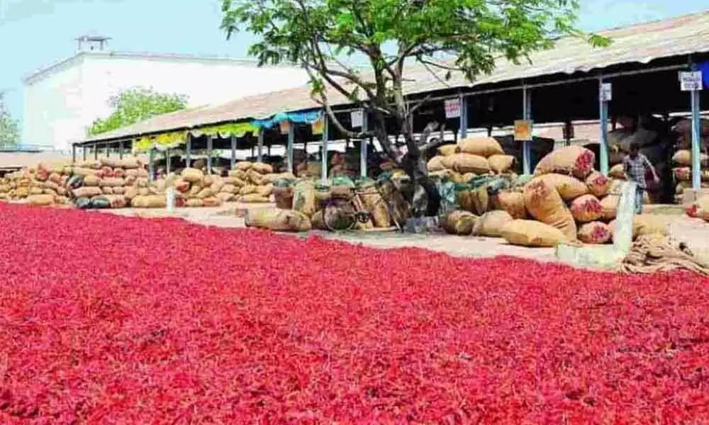 Red chillies get all-time record price at Warangal market yard