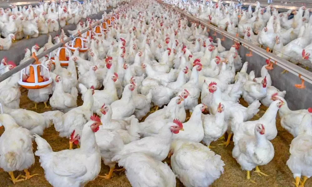 Rising input costs to hit poultry industrys margins: ICRA
