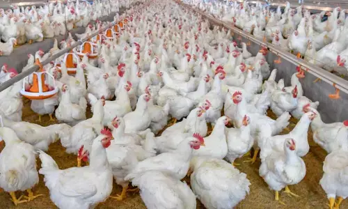 Rising input costs to hit poultry industrys margins: ICRA