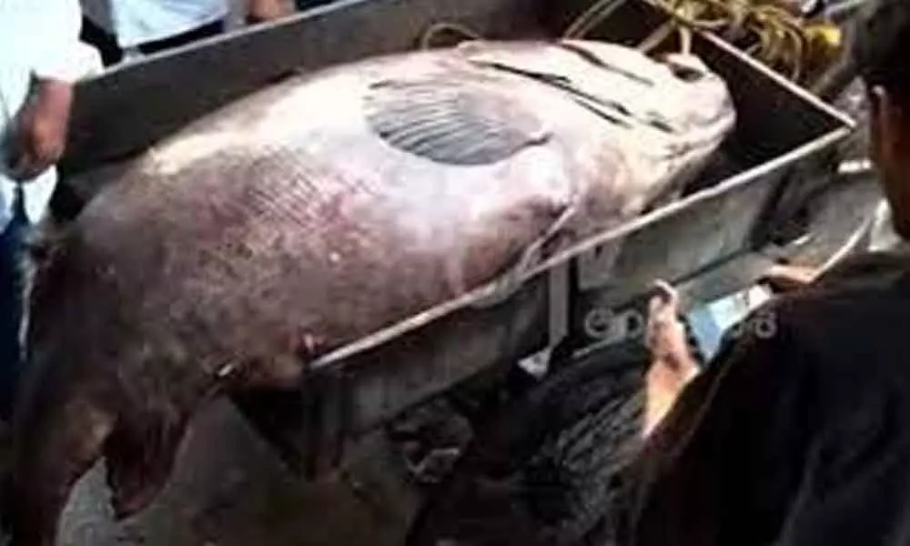 Visakhapatnam: Fishermen catch a rare fish weighing 1000kgs, costs around Rs. 40,000
