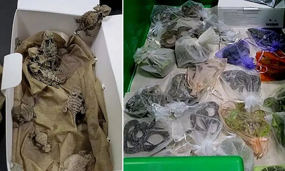 Man Caught Hiding Lizards And Snakes In His Clothes