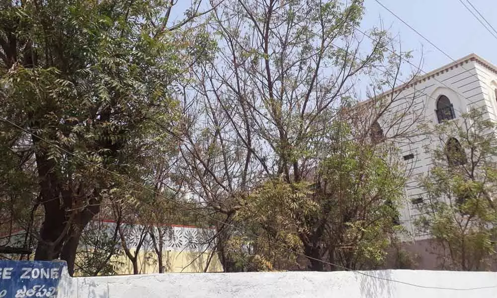 Neem trees rejuvenating in Hyderabad