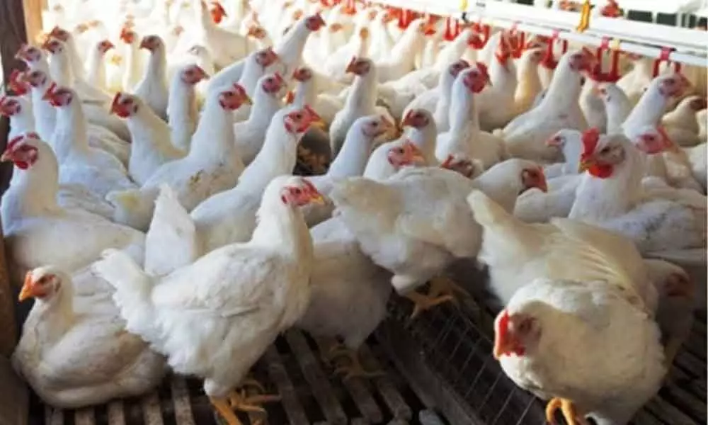 Poultry trader cheated of Rs 1 Cr in Hyderabad