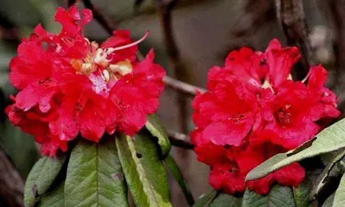 Nearing to 20,290 plants were categorized as losers in the race for survival, the reason being they have no usefulness for humans.