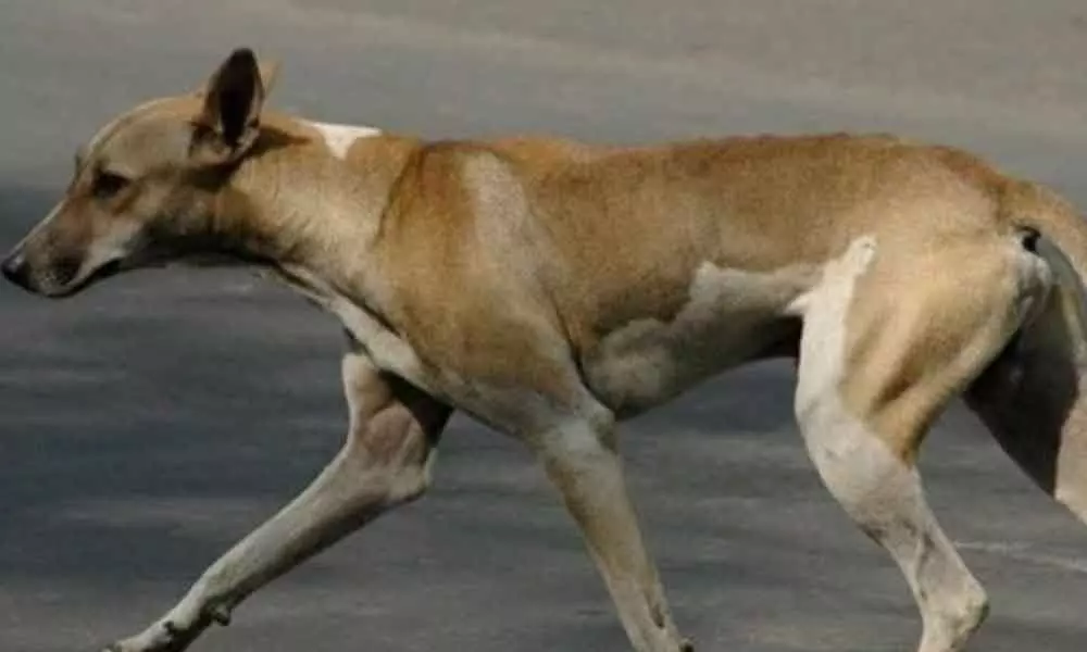 Stray dog found carrying infants head in Hyderabad