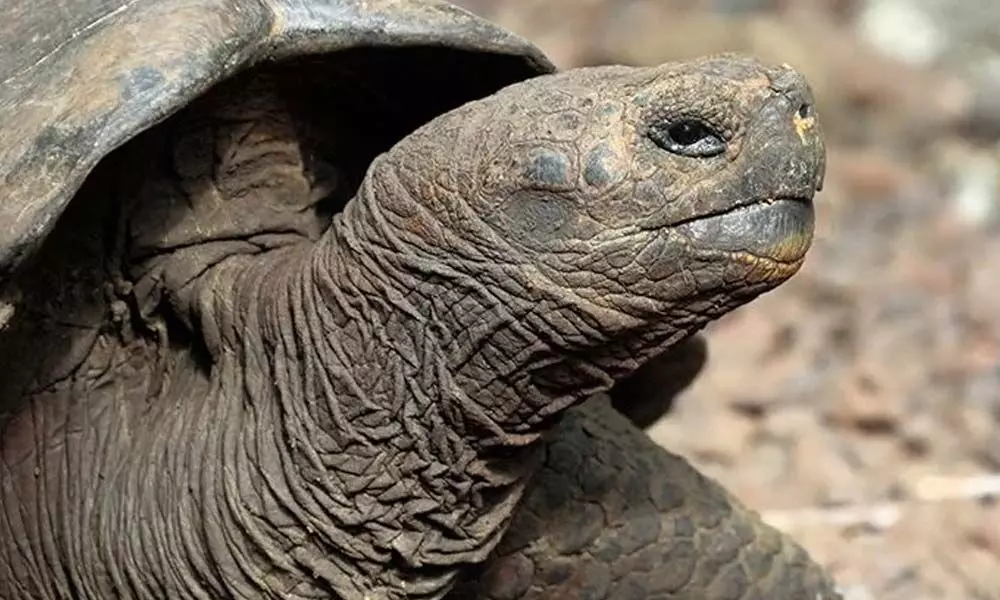 New Species Of Giant Tortoise Discovered In Galapagos Islands