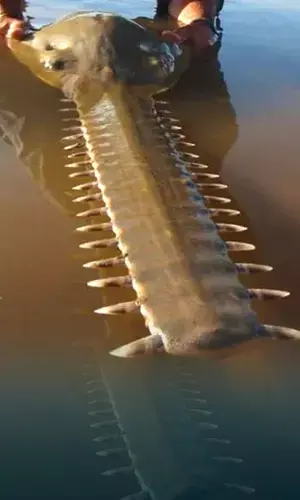 Rare Carpenter Shark Caught In Karnataka