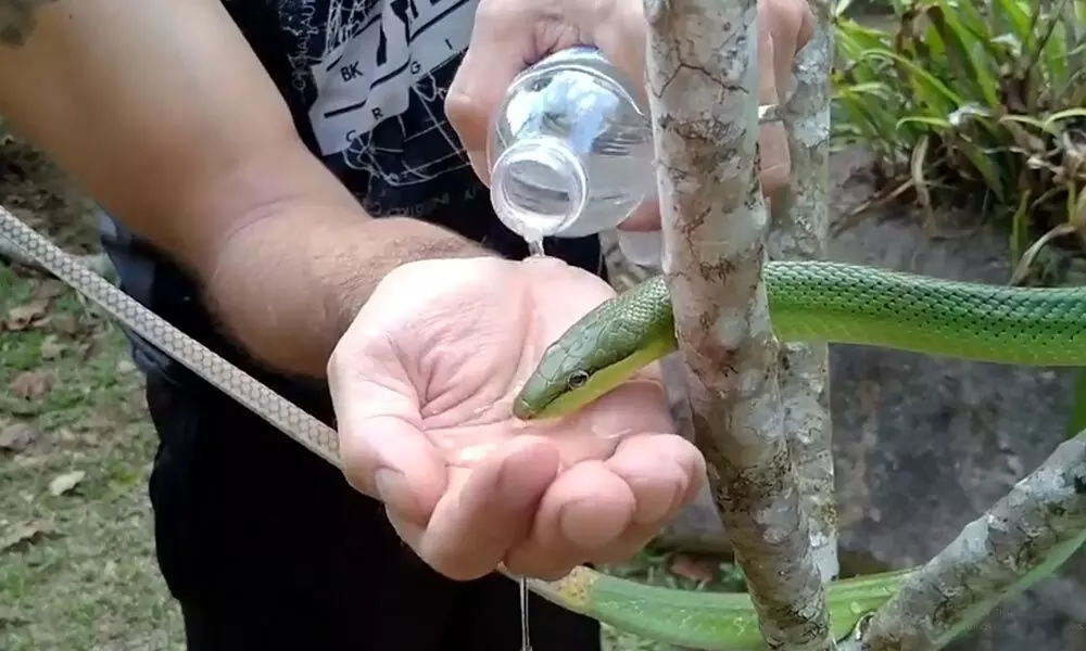 Watch The Trending Video Of Man Feeding Water To A Snake