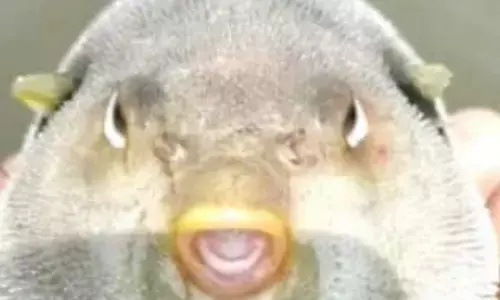 Fish with Human Face Fears AP Fisherman