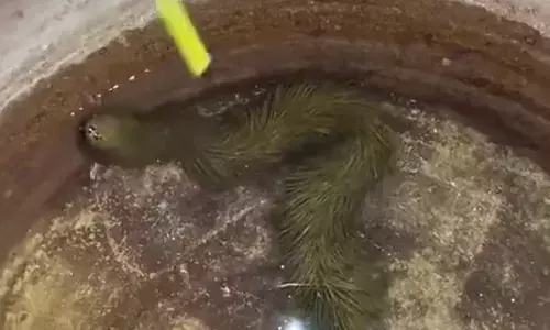 Furry Green Snake Discovered In Thailand