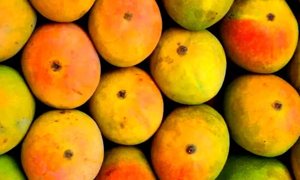 10 Best Varieties of Mangoes found in India