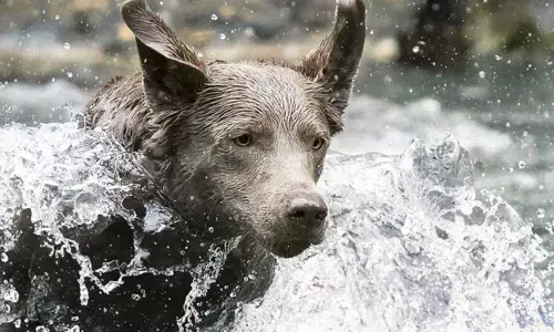 Study Shows That Dogs Have Surprising Self-Awareness Skills