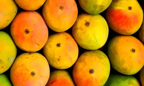 10 Best Varieties of Mangoes found in India