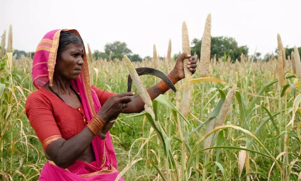 Millet farming is the new boost for India
