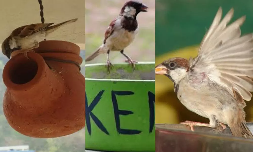 Small steps to save chirpy sparrows