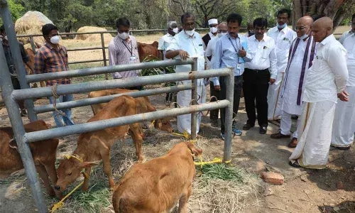 TTD EO Dr K S Jawahar Reddy inspecting Goshala in Tirupati on Saturday