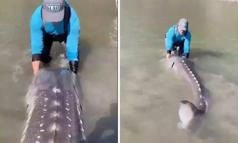 Watch The Trending Video Of A Fisherman Catching A Giant Sturgeon
