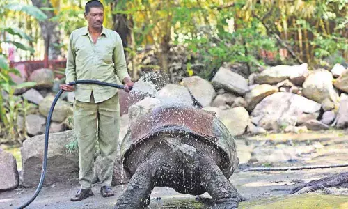 Cool measures to protect animals from heat stress