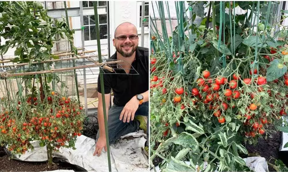 Man From UK Holds New Guinness World Record For Growing 1,269 Tomatoes In A Single Stem
