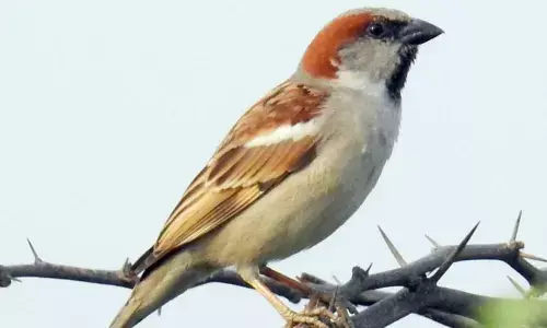 A house for sparrows in Mandya