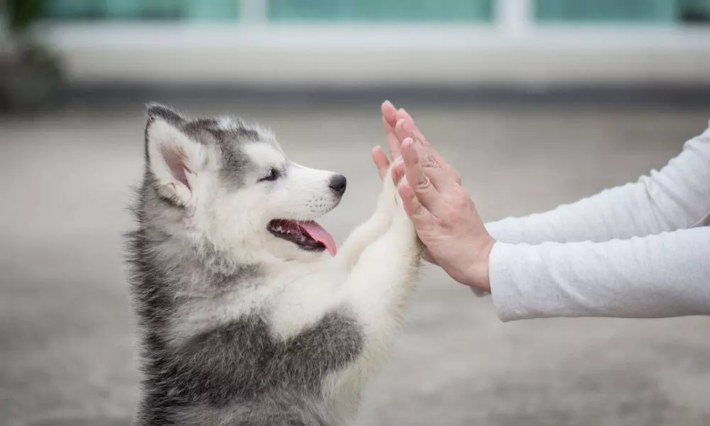 When Is National Husky Day 2022
