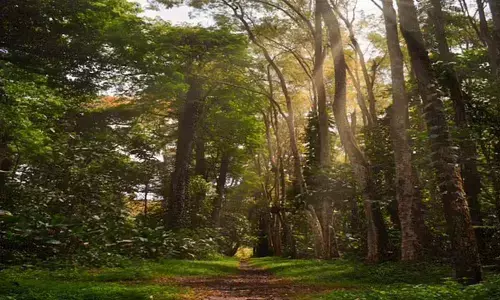 Re-grown tropical forests may have short lifespan: Study
