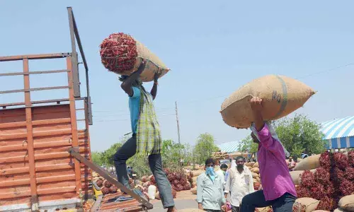 Chilli farmers make a fortune as prices hit new high