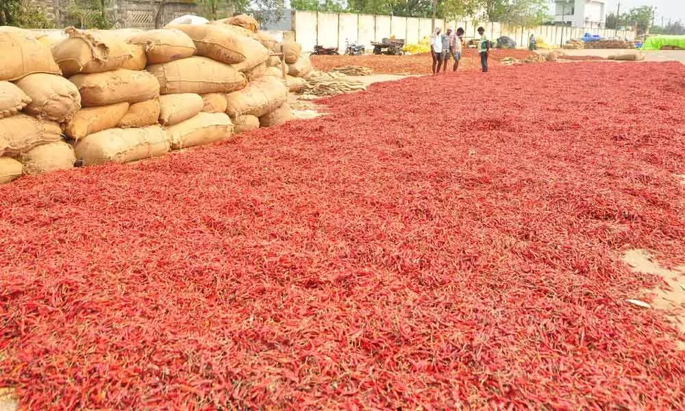 Red chilli at Guntur Mirchi Yard