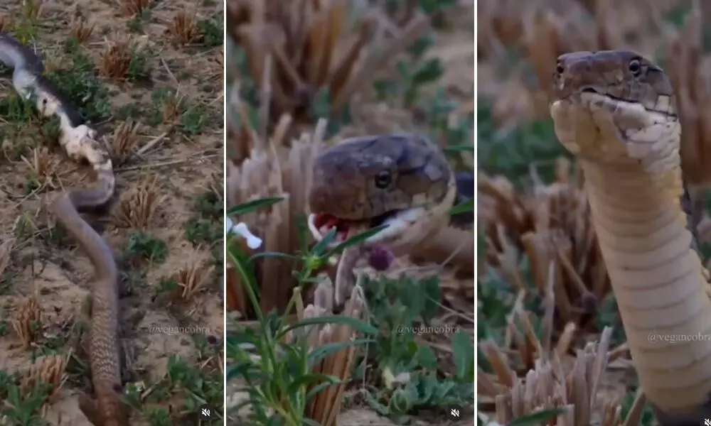 Watch The Trending Video Of King Cobra Eating Another Snake