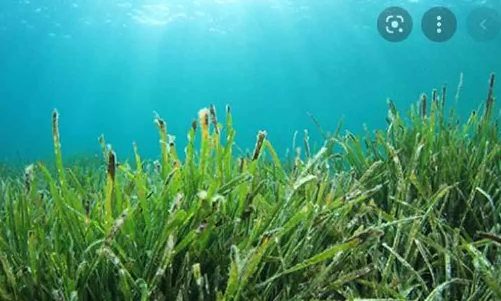 Seagrass protection project underway along AP coast
