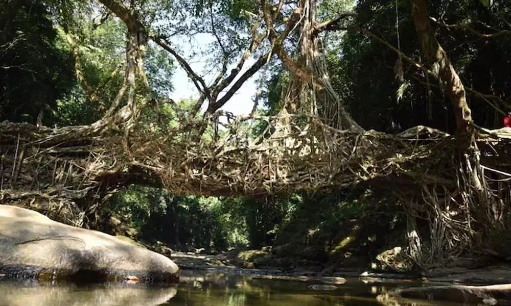 Meghalaya’s root bridges in UNESCO’s tentative list of World Heritage Sites