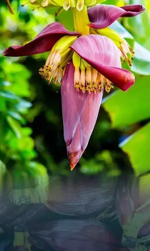 Banana Flower or Banana Blossom is Superfood: Know its benefits