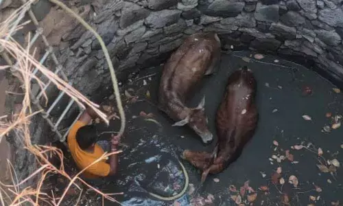 Nabarangpur: Two bulls rescued from abandoned well