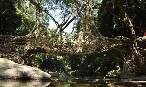 Meghalaya’s root bridges in UNESCO’s tentative list of World Heritage Sites