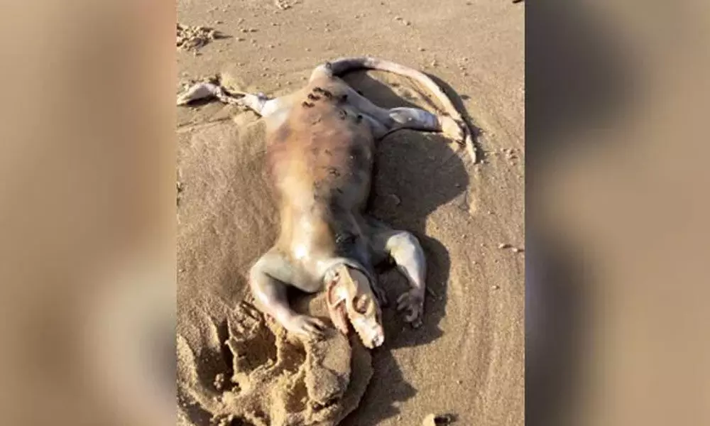 Watch The Trending Video Of  Creature With Claws Found On Australian Beach