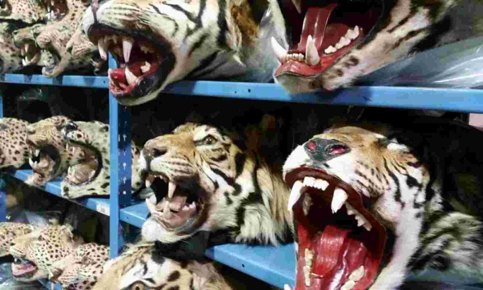 Illegal wildlife trade through Indian airports threatens conservation