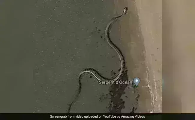 Giant Snake Skeleton on Google Maps: Real or Fake