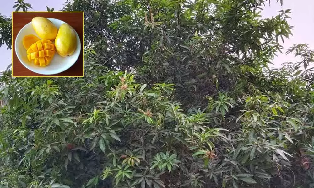 Mango yield is going to be affected due to delayed blooming in Visakhapatnam